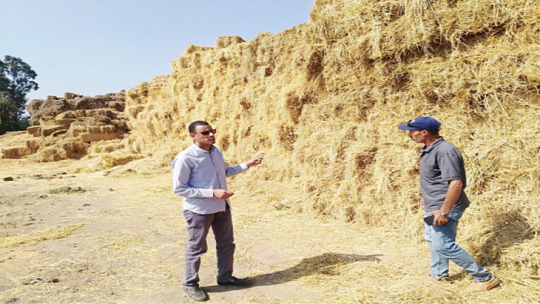   الزراعة: جمع وتدوير أكثر من 1.9 مليون طن قش الأرز وتنظيم 1508ندوات إرشادية