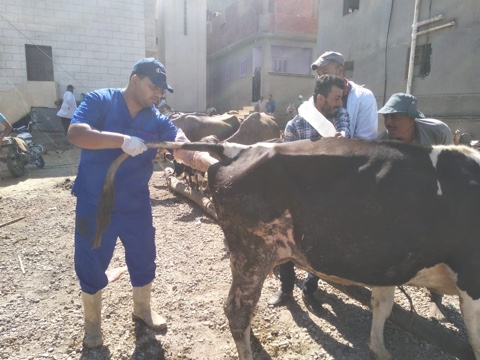   «الزراعة» تطلق قافلة بيطرية مجانية بقرى محافظة دمياط