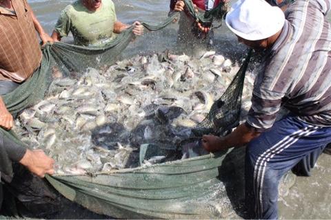   «الزراعة» تتابع مشروعات تنمية الثروة السمكية بمحافظتي دمياط وبورسعيد