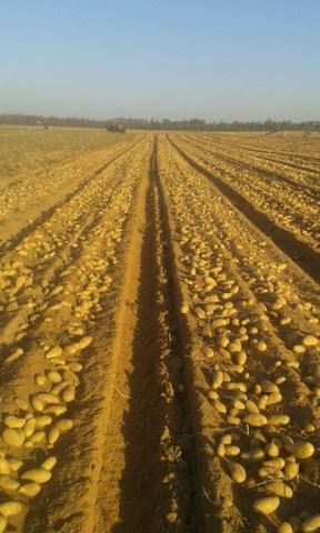  الزراعة: تتابع حقول البطاطس من الزراعة حتى التصدير وإطلاق خدمة أسس وتابع مزرعتك