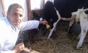   محافظ كفر الشيخ: تحصين 200 ألف رأس ماشية ضد الحمى القلاعية