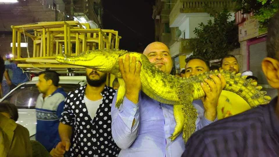   بالصور|| تفاصيل ظهور تمساح حقيقى فى جولة مرشح بقليوب