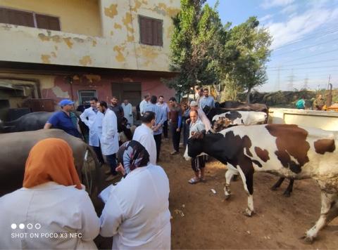  الزراعة : 6 قوافل بيطرية لفحص وعلاج  3500 رأس ماشية مجانا بمحافظة المنوفية 