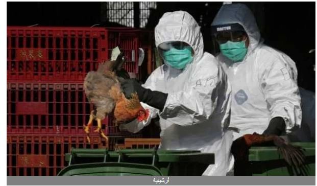   تزامنا مع كورونا ..«أنفلونزا الطيور» يتفشى مجددا بكوريا الجنوبية