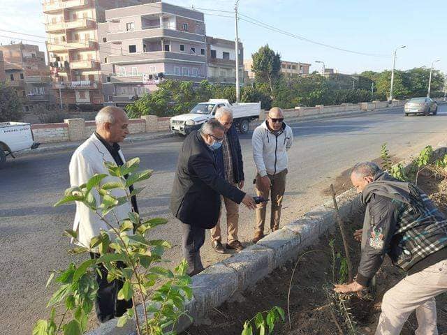   زراعة ١٠٠ شجرة مثمرة بمركز أبوقرقاص بالمنيا