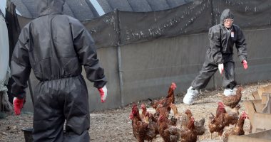   كوريا الجنوبية ترصد أول حالة إصابة بإنفلونزا الطيور