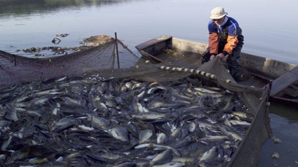   نقيب الصيادين بالسويس: الرئيس مهتم بملف الثروة السمكية