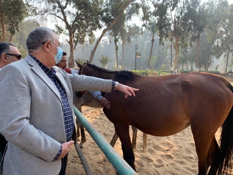   وزير الزراعة يتفقد محطة الزهراء للخيول العربية الأصيلة لمتابعة تطويرها ورفع كفاءتها 