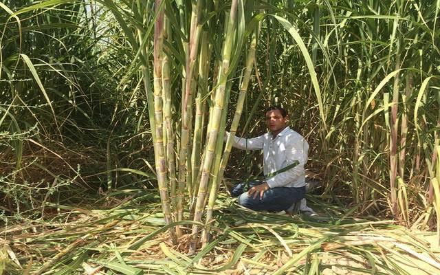   تعرّف على 11 توصية فنية لمزارعي محصول قصب السكر خلال يناير