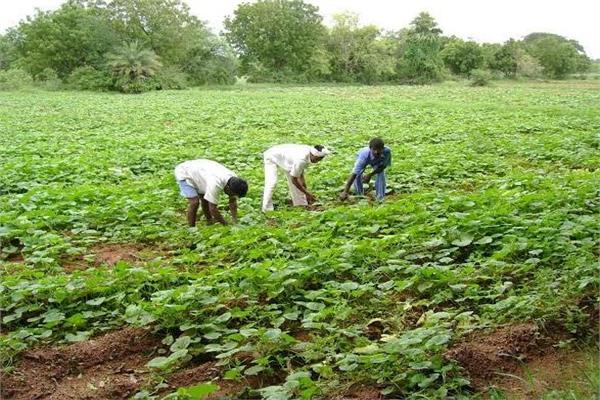   «الزراعة» تنفيذ 10 مدارس حقلية جديدة لتوعية الزراع ومربي الإنتاج الحيواني