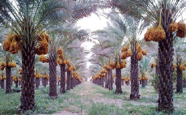   «الزراعة» تُحث مزارعو نخيل البلح لاتباع الارشادات خلال شهر يناير