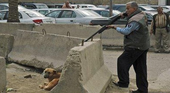   «مجلس الدولة» يرفض دعوى وقف قتل الكلاب وقطط الشوارع
