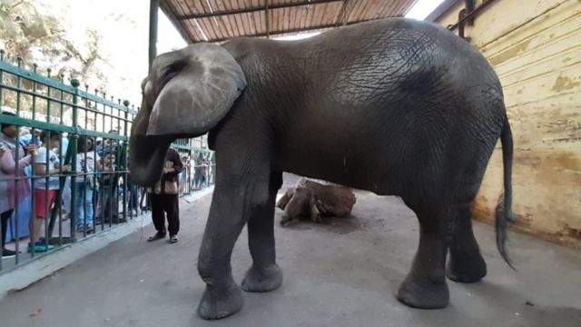   حديقة الحيوان: تكشف تفاصيل شراء فيل جديد بدلا من «نعيمة»