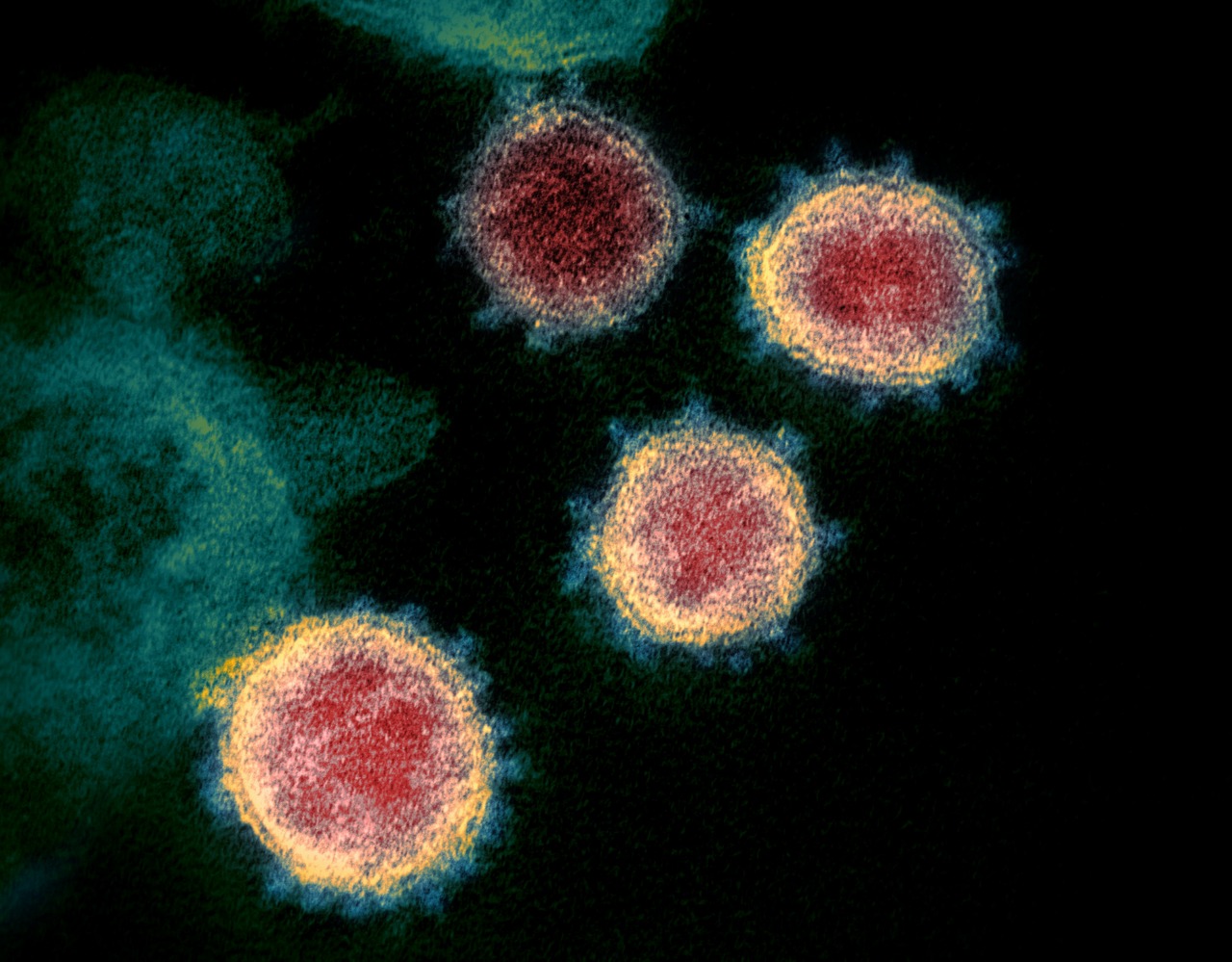   اكتشاف السلالة الثالثة من فيروس كورونا في أمريكا