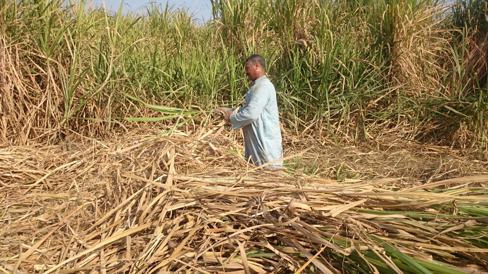   اليوم بدء موسم «كسر القصب» في جنوب الصعيد وعوده ماكينات مصانع السكر للدوران