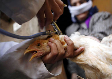   محافظ كفر الشيخ: تحصين 47030 طائراً ضد الأمراض الوبائية