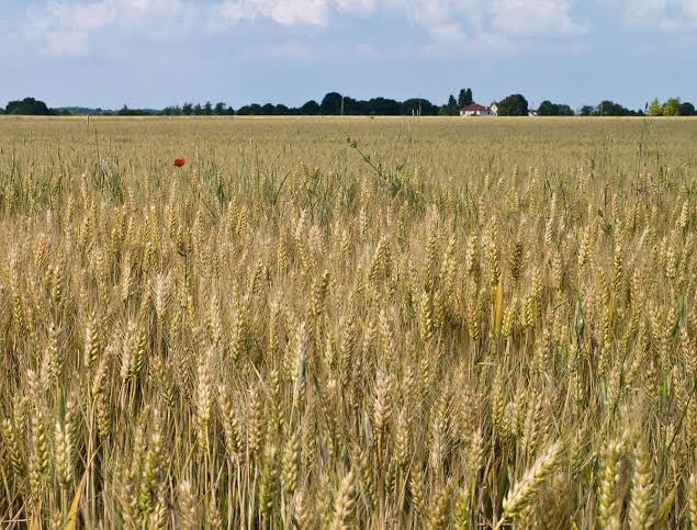   توصيات فنية لمزارعي محصول القمح يجب مراعاتها خلال شهر فبراير