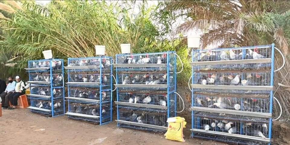   توزيع 120 دجاجة بياضة للفئات المستهدفة من «تكافل وكرامة» بكفرالشيخ