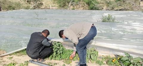   «الزراعة»: مركز بحوث الصحراء يزرع 10 ألاف شتلة لوز ومورنجا