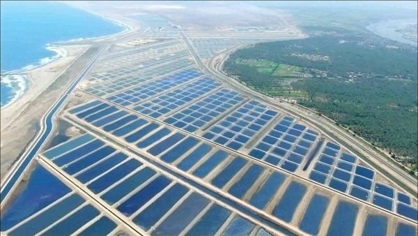   مشروع الفيروز للاستزراع السمكى : الأكبر من نوعه فى الشرق الأوسط